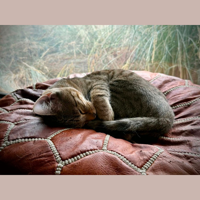 Photo of Atlas ** 2nd Chance Cat Rescue**