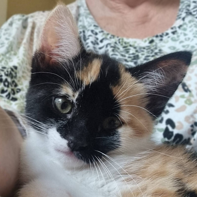 Photo of Little Sis Muffet