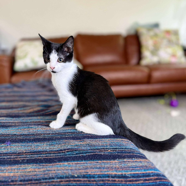 Photo of Aj   Located In Eltham