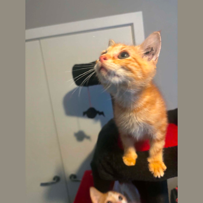Photo of Amos