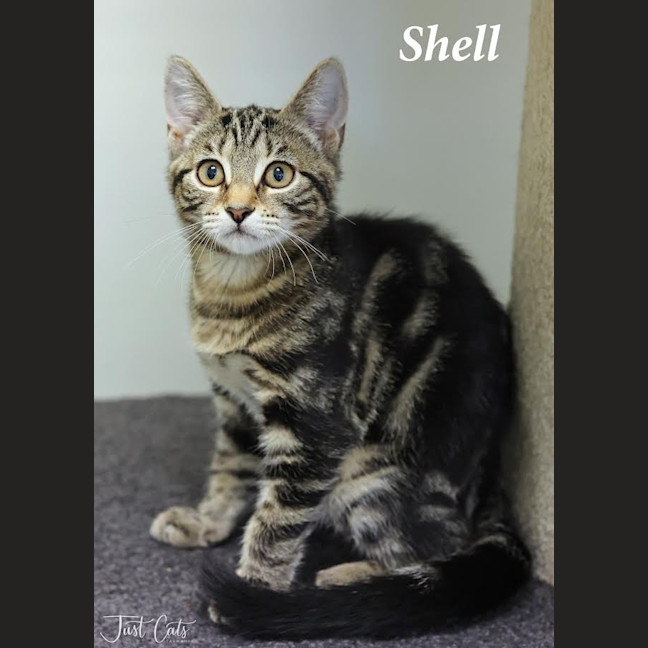 Photo of Shell   Petstock Invermay