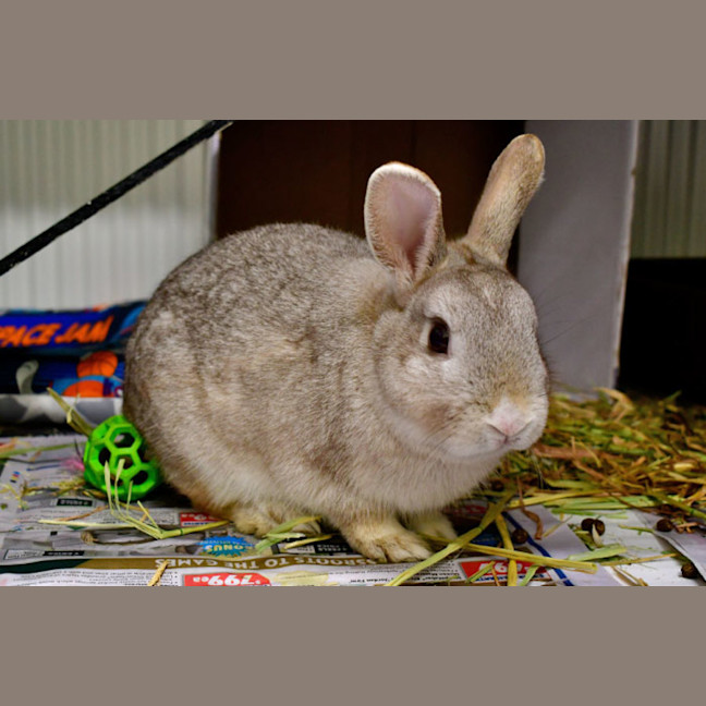 Photo of Bun Affleck