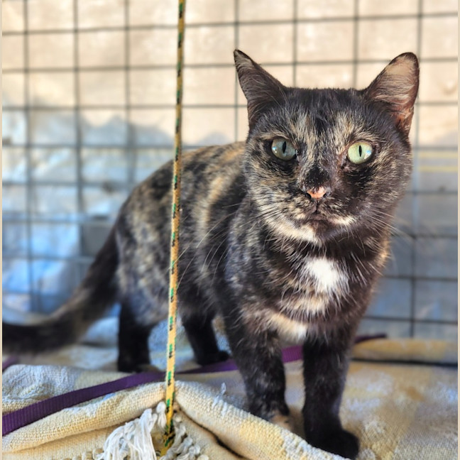 Photo of Lollipop 🍭