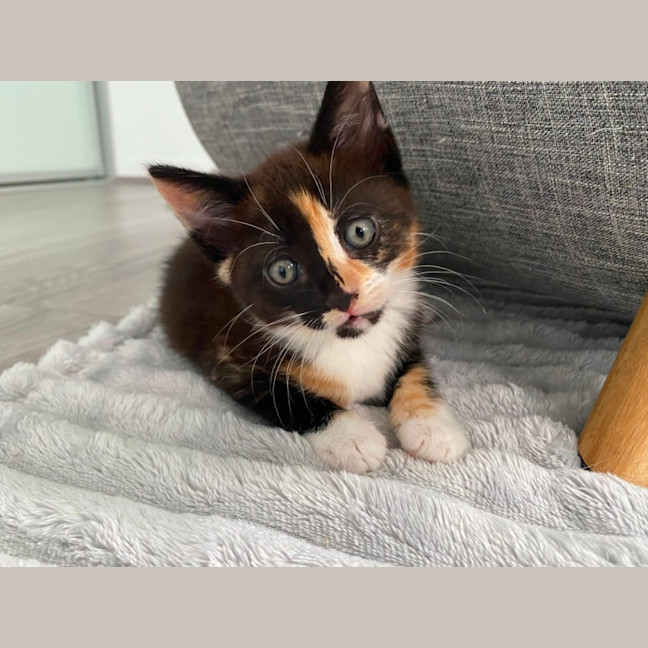Photo of Poppy