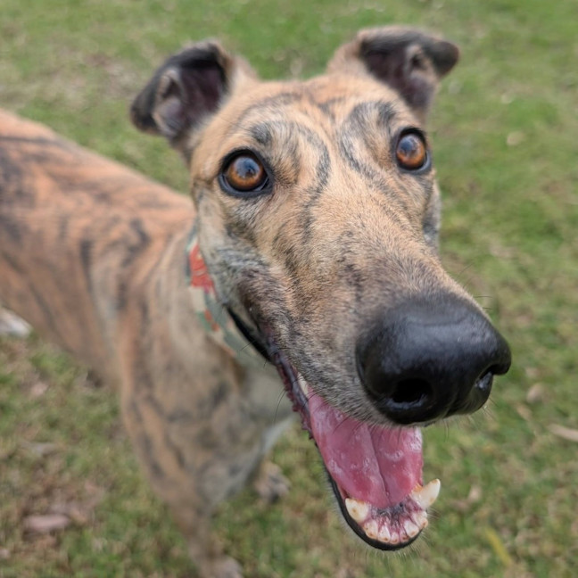Photo of Zippy