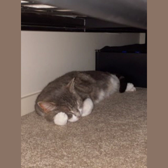 Photo of Rumi *9 Lives Project Rescue*