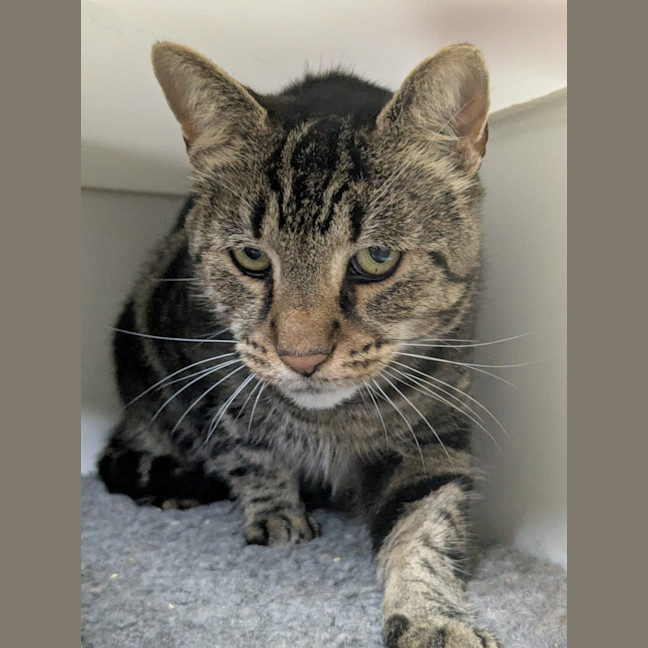 Photo of 🚆 Thomas 5953 🚆