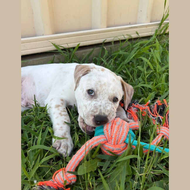 Photo of Bingo    9 Week Old Cattle Dog X