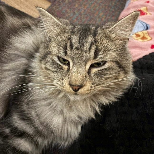 Photo of Teddy