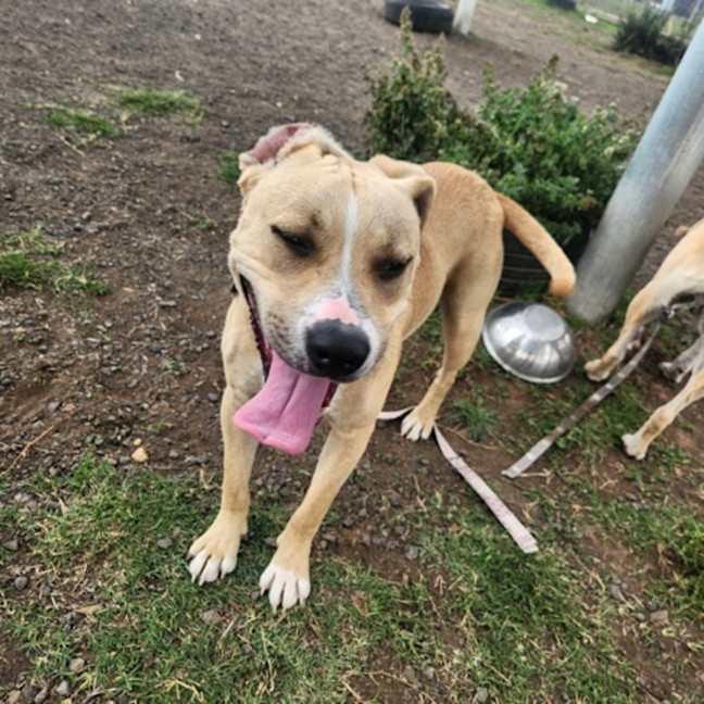 Photo of Bailey (68546)