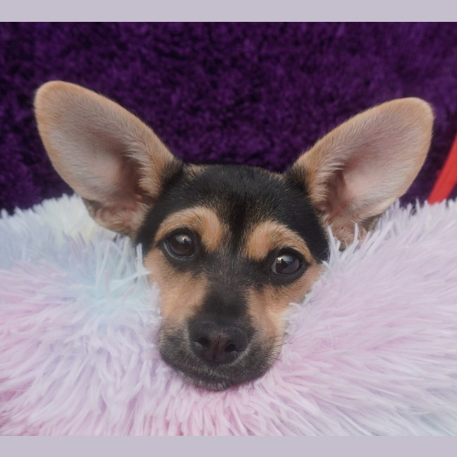 Photo of Pixie