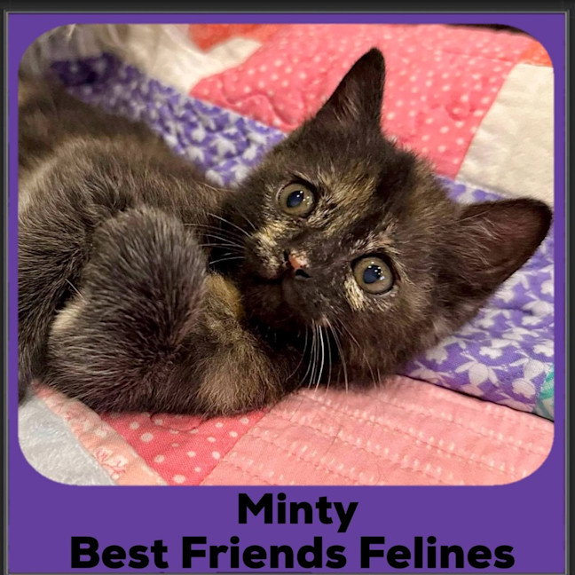 Photo of Minty