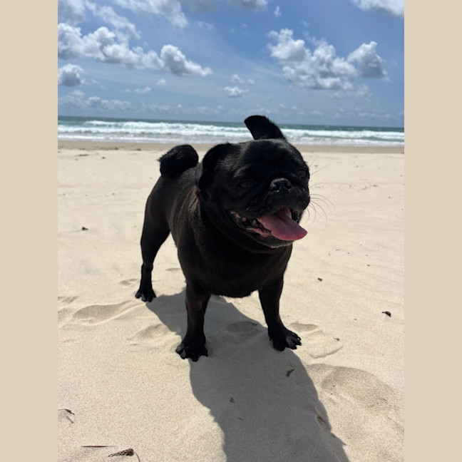 Photo of Milo And Cheeky 🐶