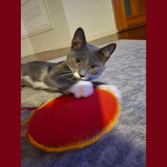 Photo of Grumpy