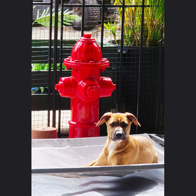 Photo of Maple