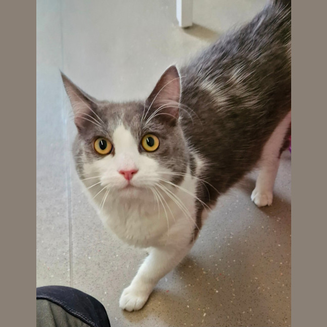 Photo of C1340 Hamish