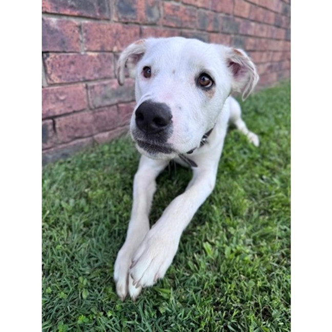 Photo of Brazil *$350 Adoption Fee*