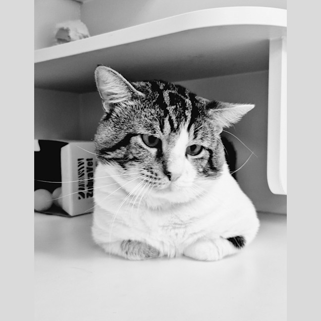 Photo of Whiskey (9028)