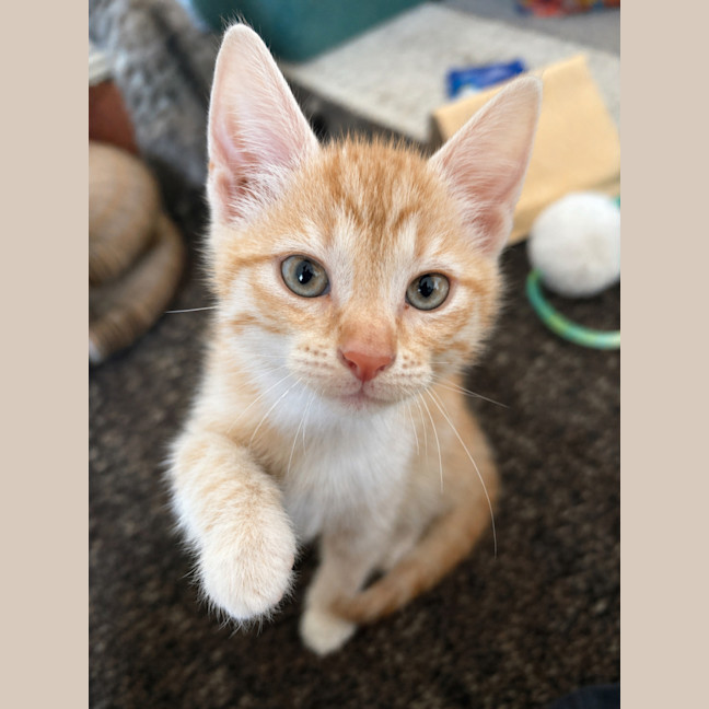 Photo of Saffron