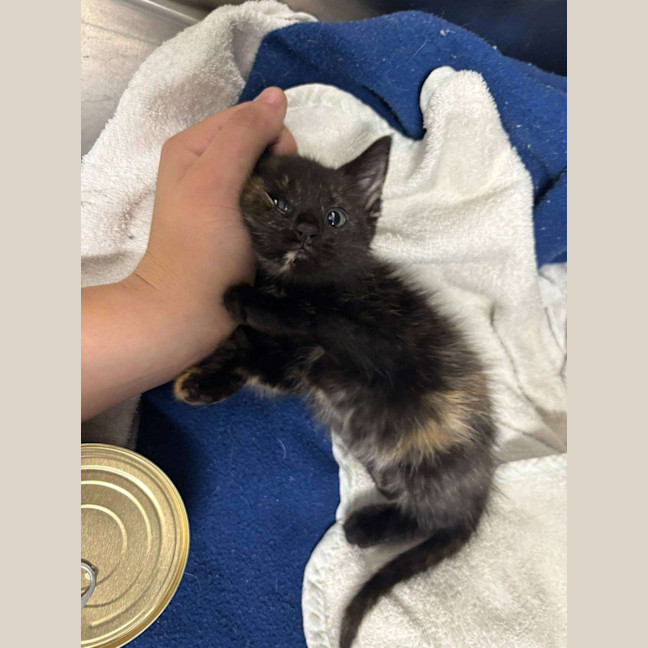 Photo of Tiny Tina