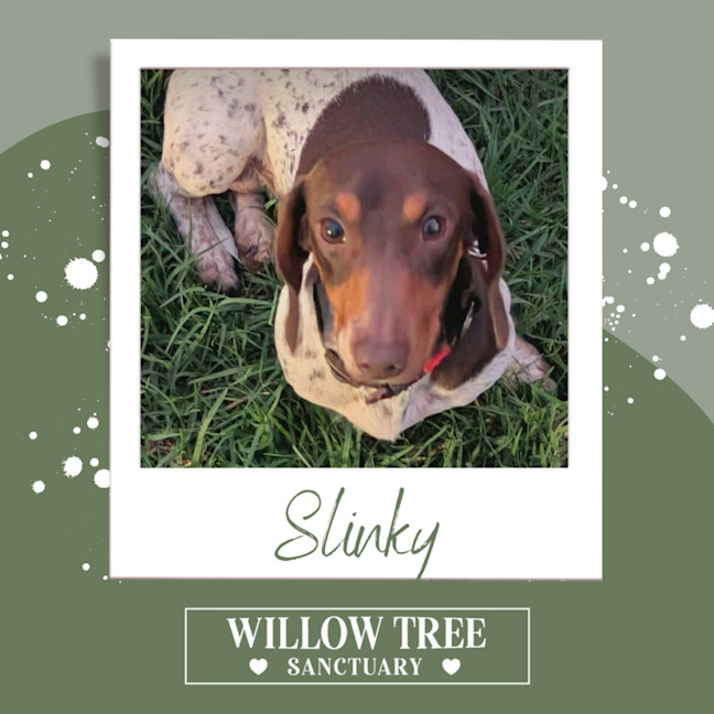 Photo of Slinky