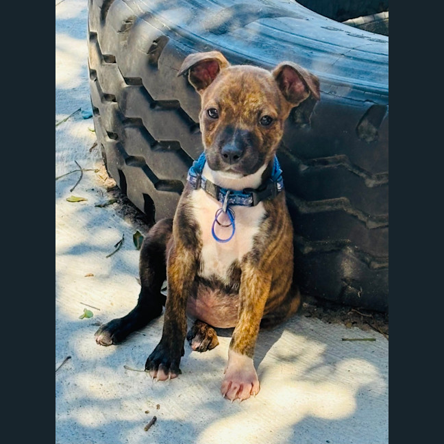 Photo of Taylor   9 Week Old Ridgeback X 