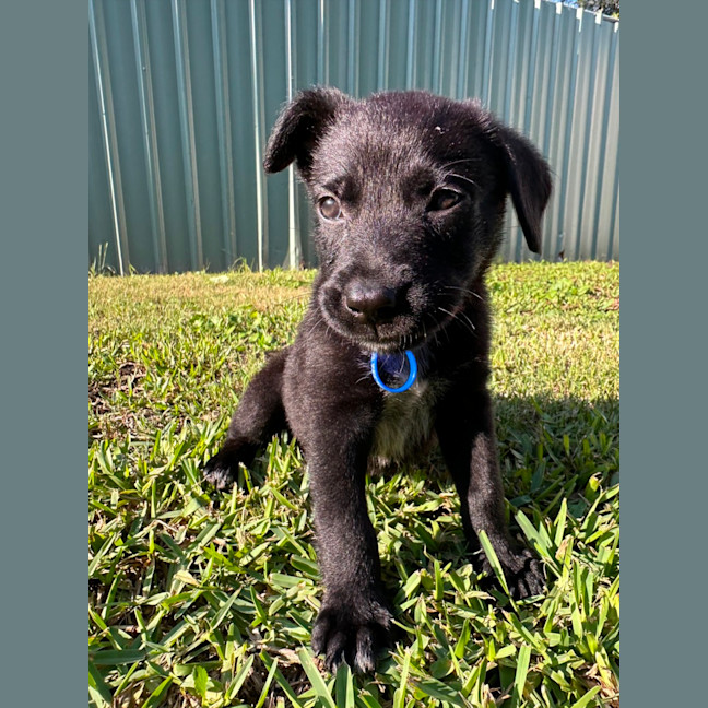 Photo of Taz   8 Week Old Cattle Dog X Kelpie
