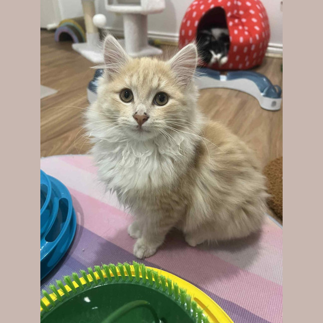 Photo of Juniper   In Foster In Doreen