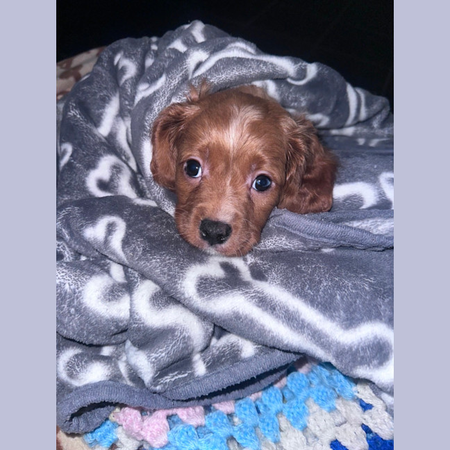 Photo of Clive 
