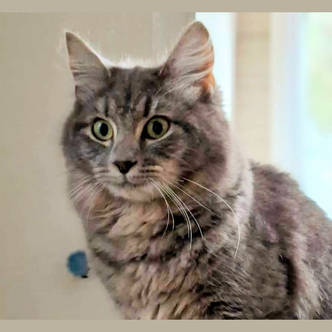 Photo of Jazz