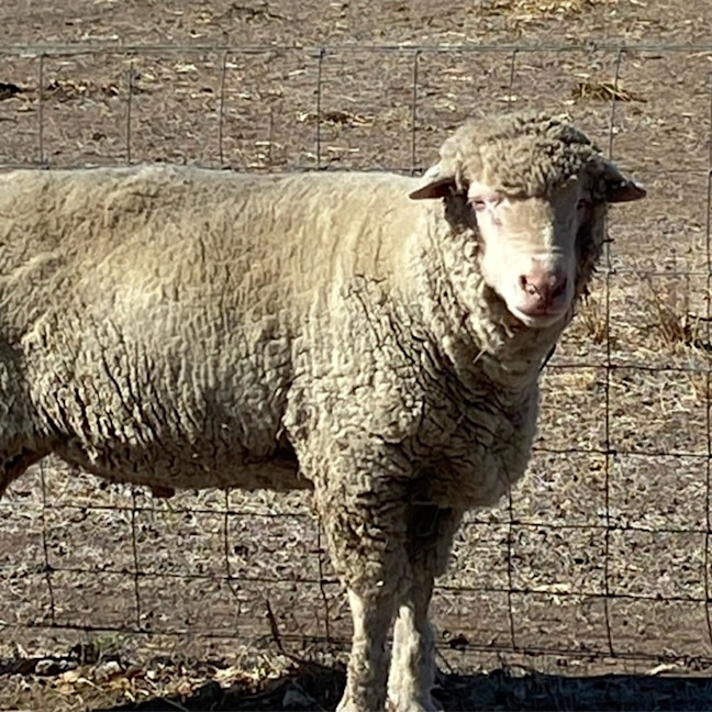 Photo of Family Flock