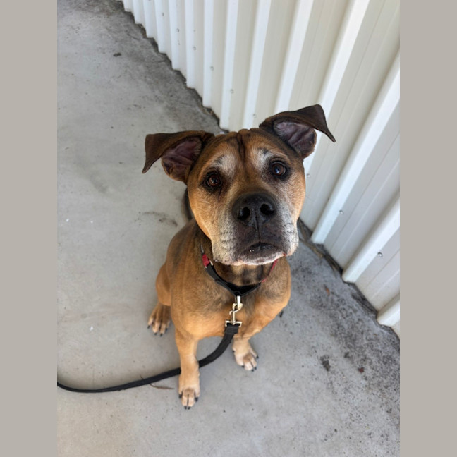Photo of Bodhi