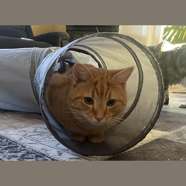 Photo of Dexter