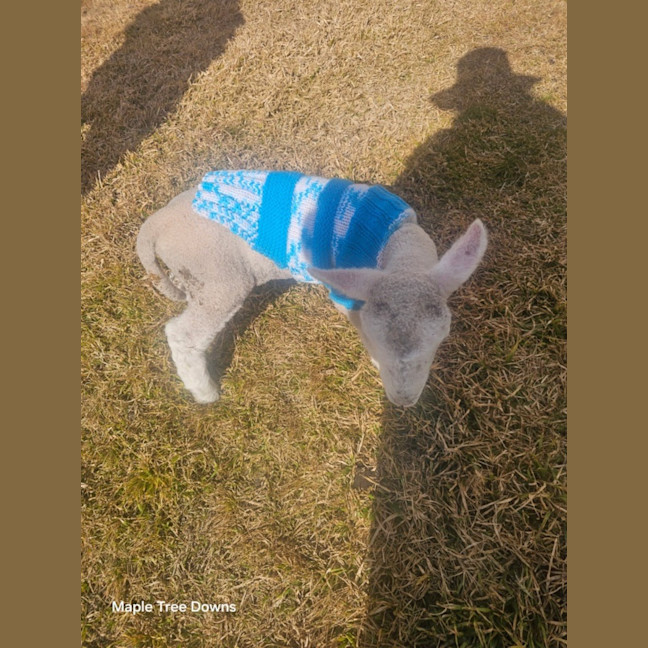 Photo of Minty