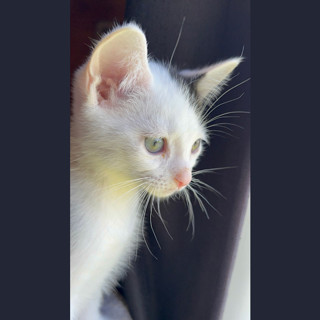 Photo of Littlefoot