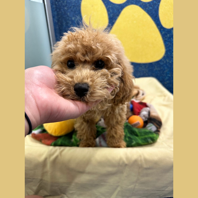 Photo of Milo