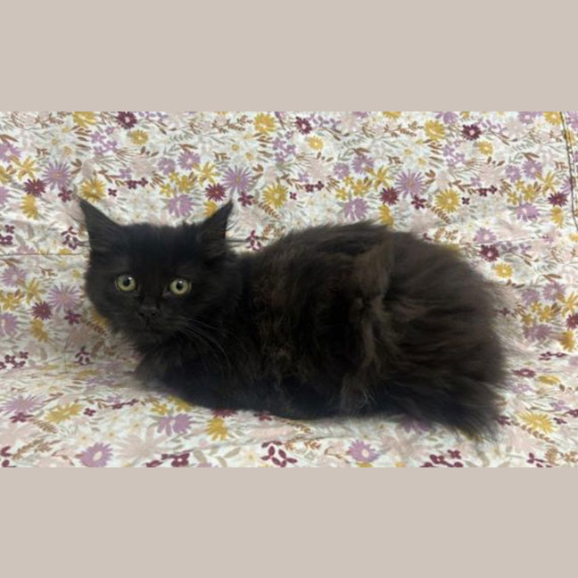Photo of Lola
