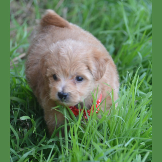 Photo of Theodore *Relisted*