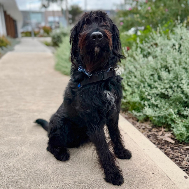 Photo of Jasper