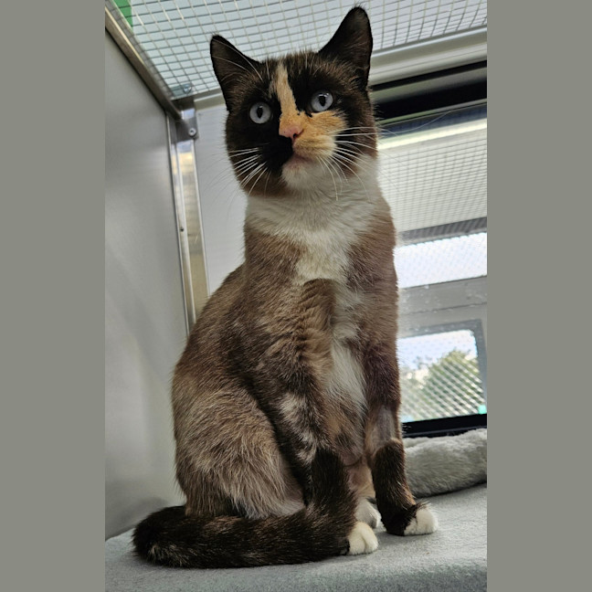 Photo of Suki