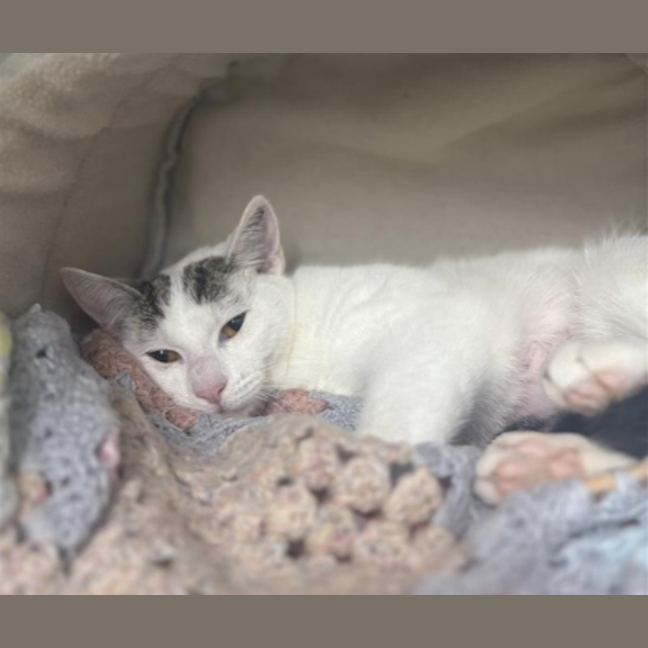 Photo of Cupid