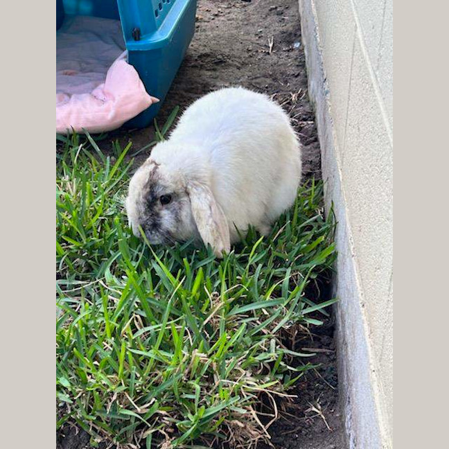 Photo of Mortimer