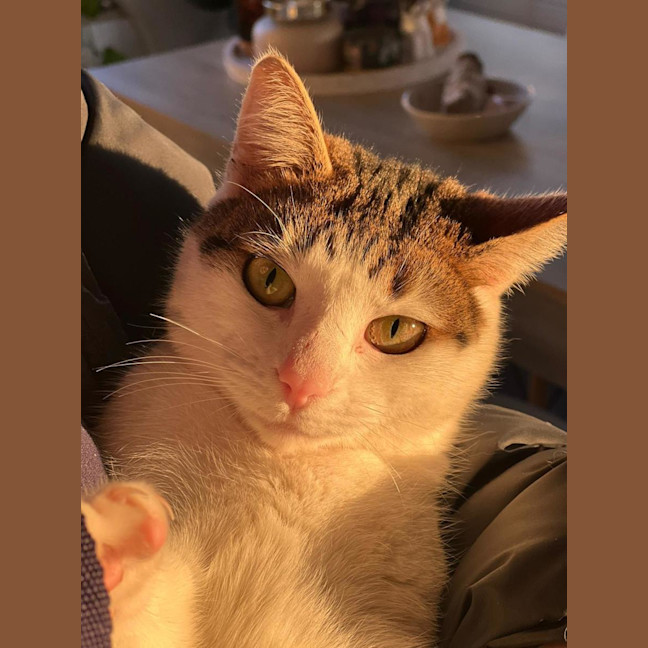 Photo of Ocho