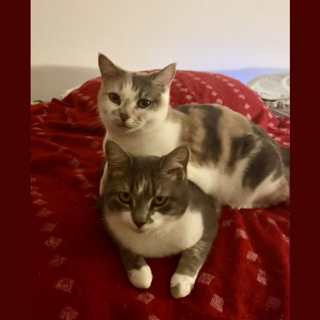 Photo of Nutmeg