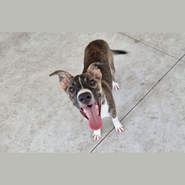 Photo of Bruno Imp 124