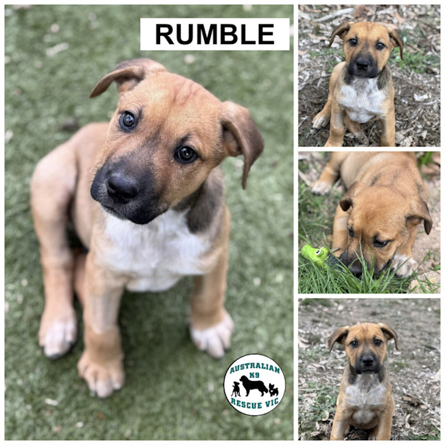 Photo of Rumble 