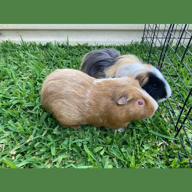 Photo of Pumpkin & Bean