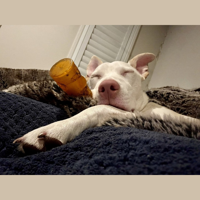 Photo of Marshmallow 