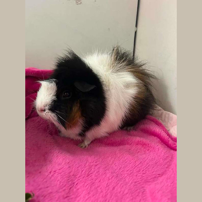 Photo of Gus