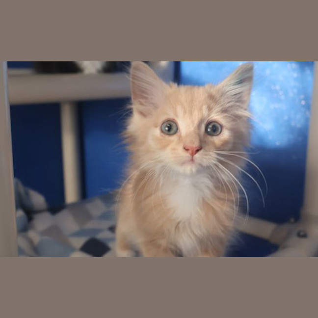 Photo of Mango